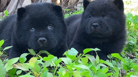 中华田园犬之五黑犬