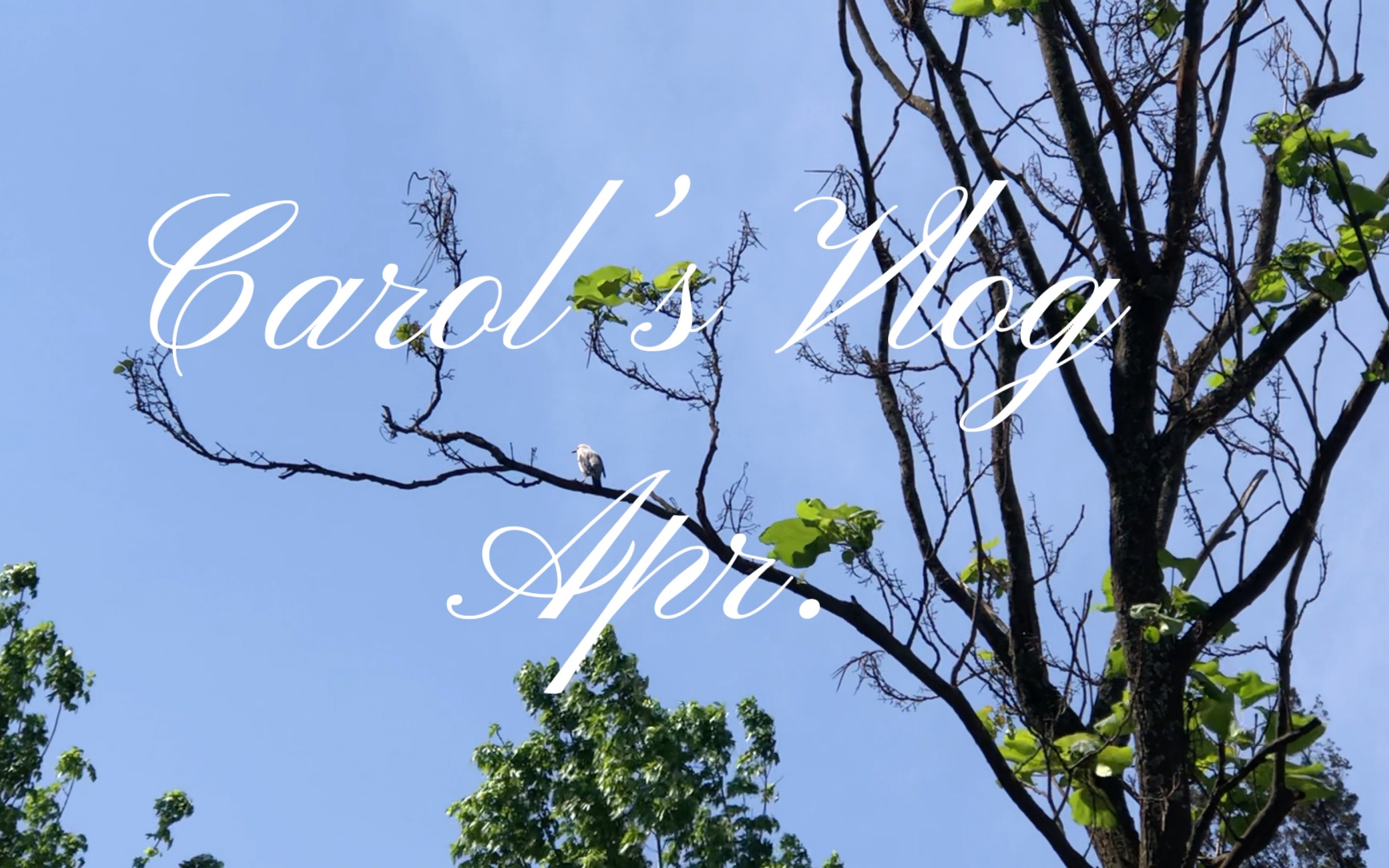 我的四月|本infj超喜欢拍月亮看风景