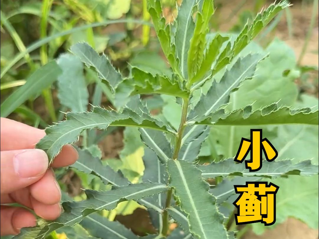 野菜刺菜的功效与作用图片