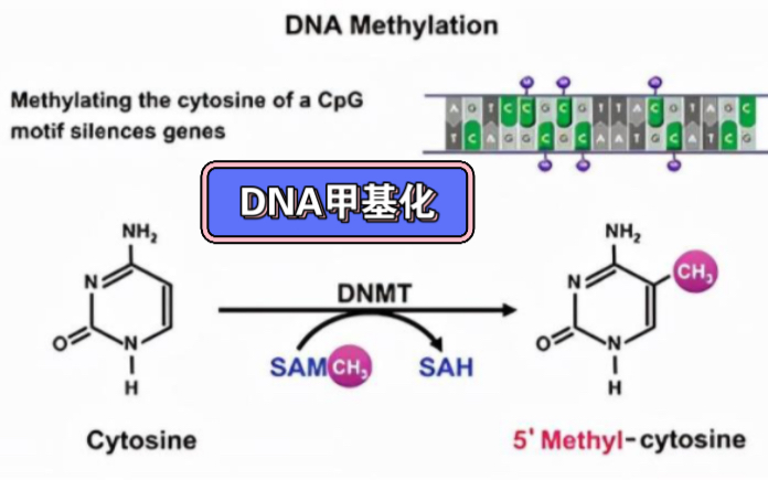 生物学基因科普——表观遗传学(DNA甲基化)哔哩哔哩bilibili