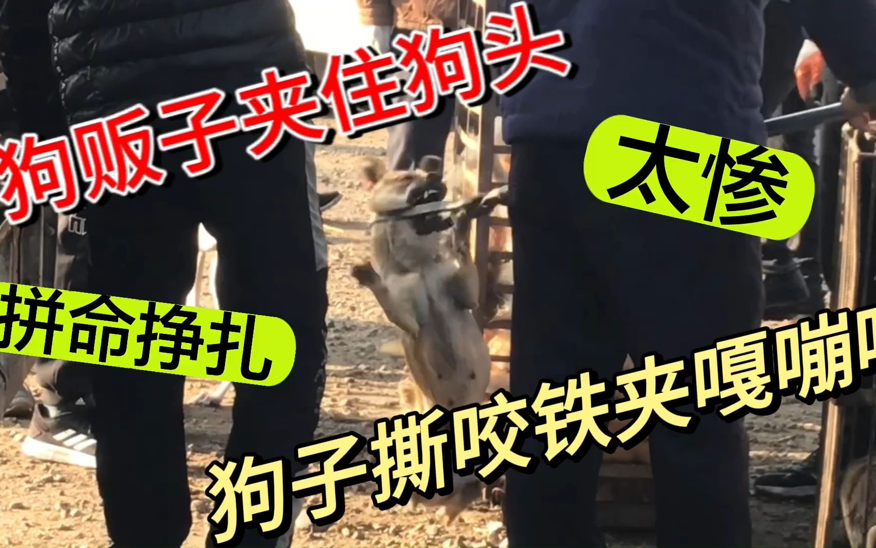 狗市上的狗贩疯狂夹狗,铁夹下的小狗拼命挣扎,咬的铁夹嘎嘣作响