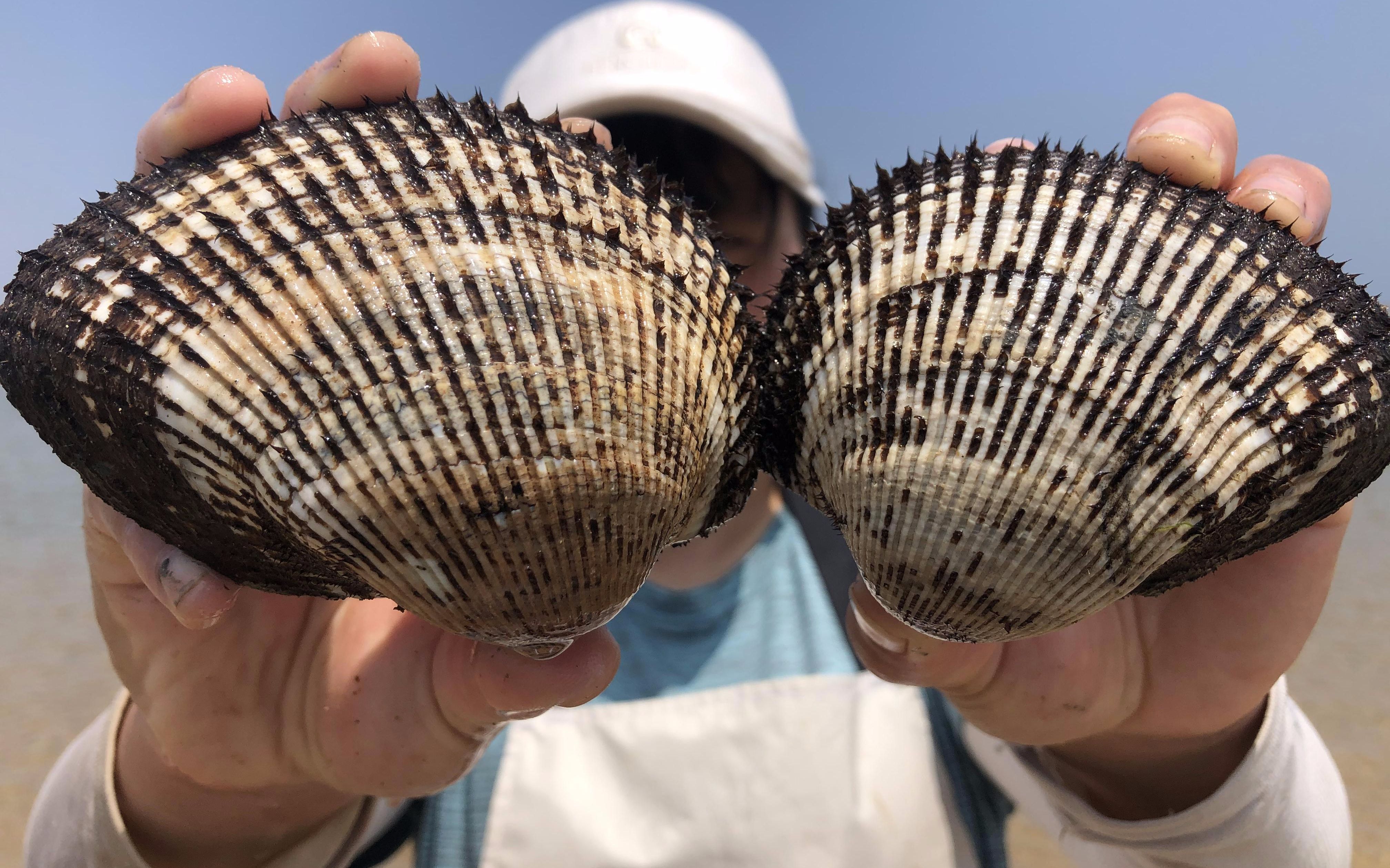 沙滩上遗落一窝肥大的毛蛤,这是来"岸边避暑",还有搁浅大鲈鱼_哔哩