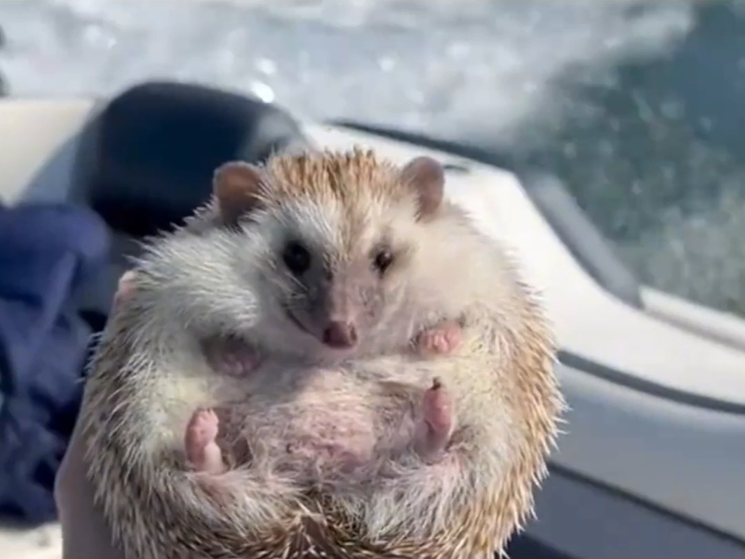 刚出生的小刺猬,样子酷似鸡翅!