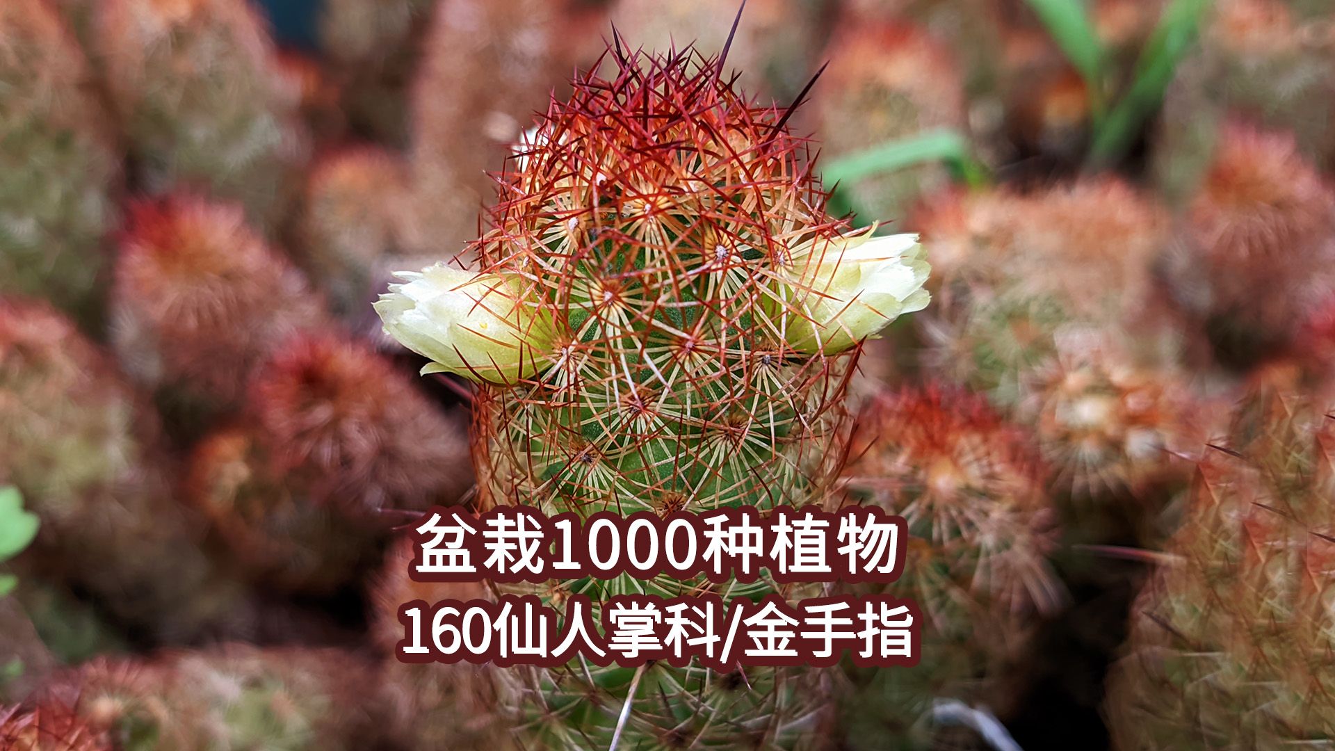 盆栽1000种植物