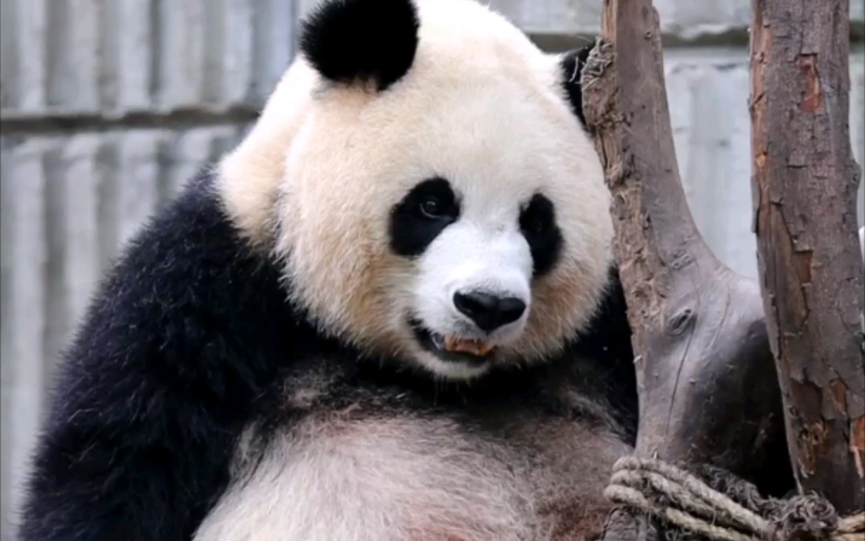 森气,刚刚有游客说我像熊二!【大熊猫园润】