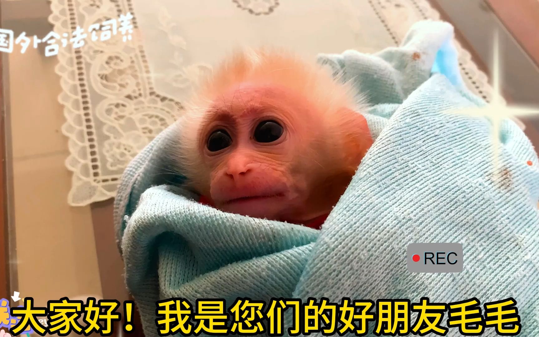 小猴子毛毛开玩笑地调侃爸爸