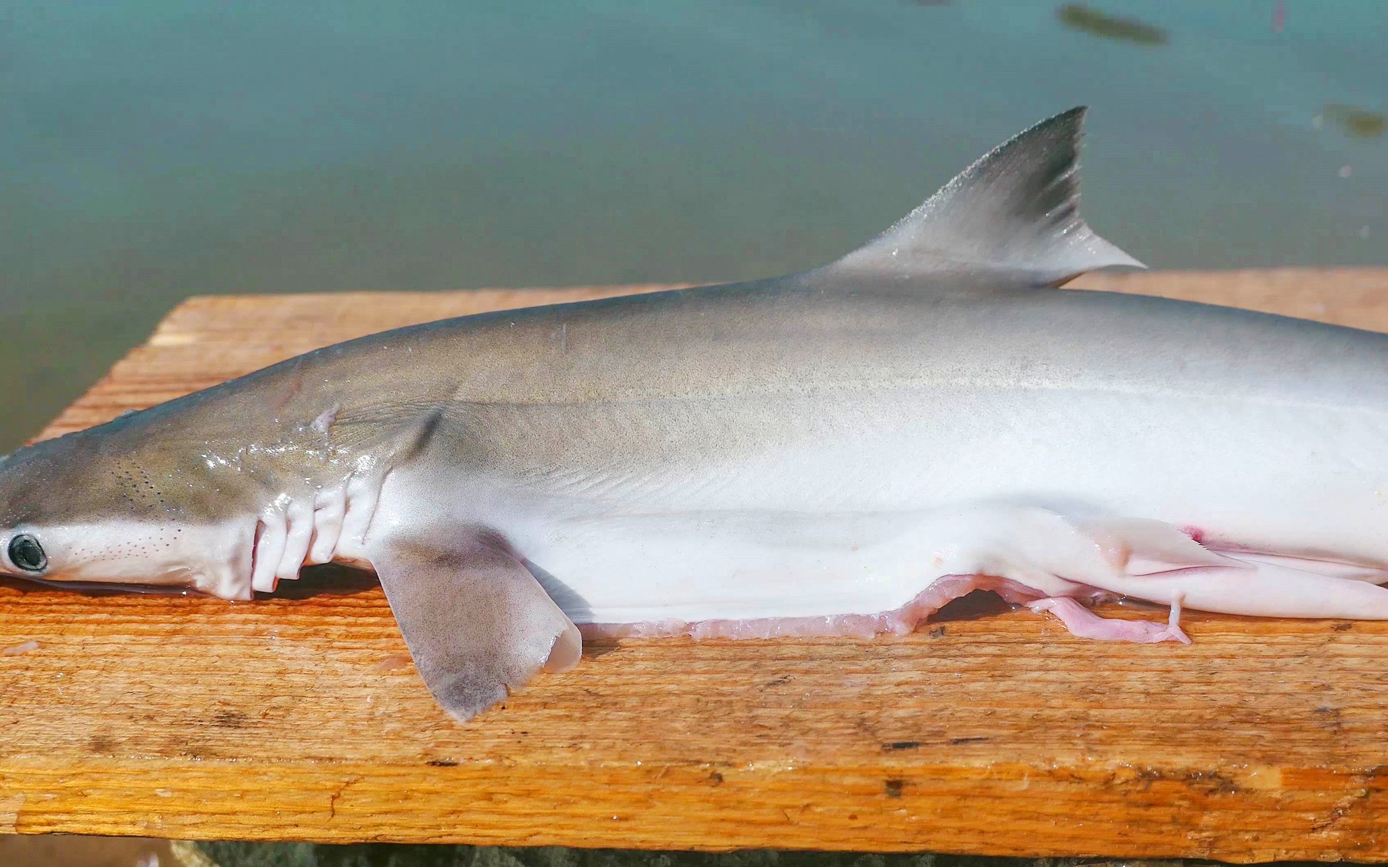 凶神恶煞的鲨鱼,烤熟后原来这么好吃,小伙子一次吃了三条