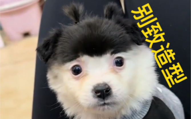 这是什么造型啊?挺别致啊