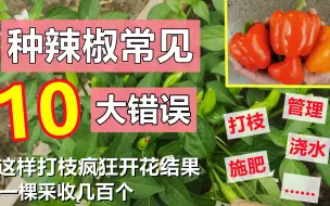 Video herunterladen: 辣椒种植常见的10大错误, 这样打枝一棵采收几百个