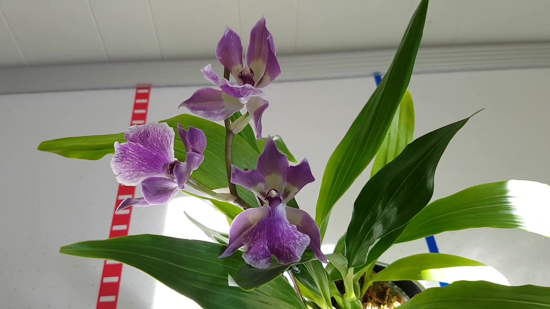 紫香兰蓝天使轭瓣兰zygonisiarheinblueangel