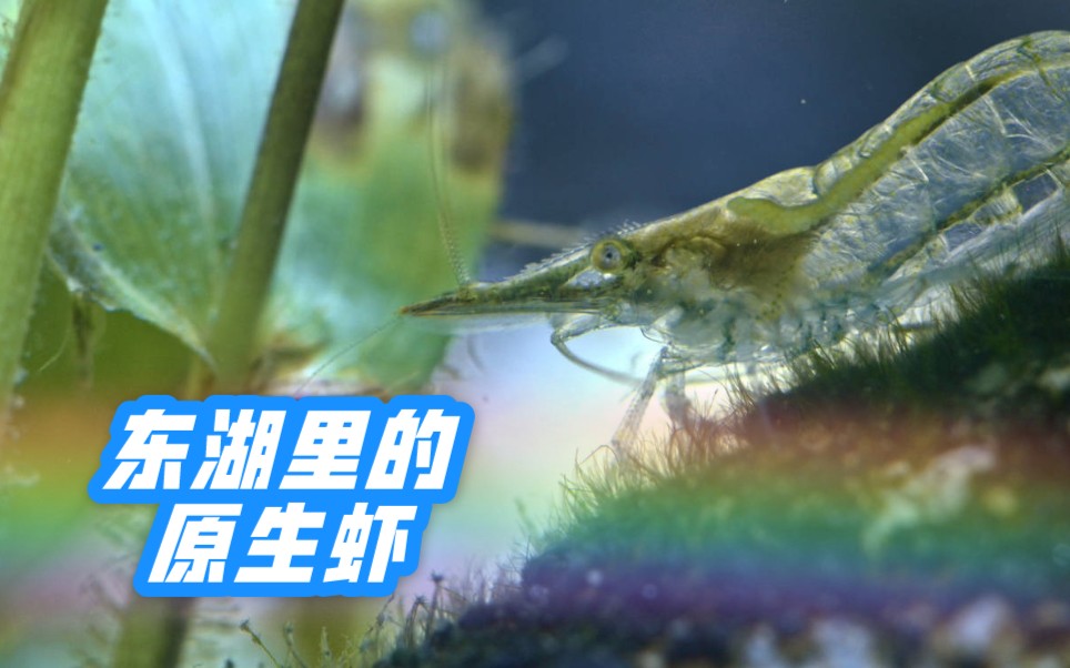 东湖野采原生鱼—红鼻虾排在食物链第几层?哔哩哔哩bilibili