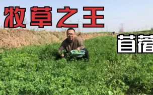 Descargar video: 被誉为“牧草之王”的苜蓿你吃过吗？唯一一种人和牲口抢吃的野菜