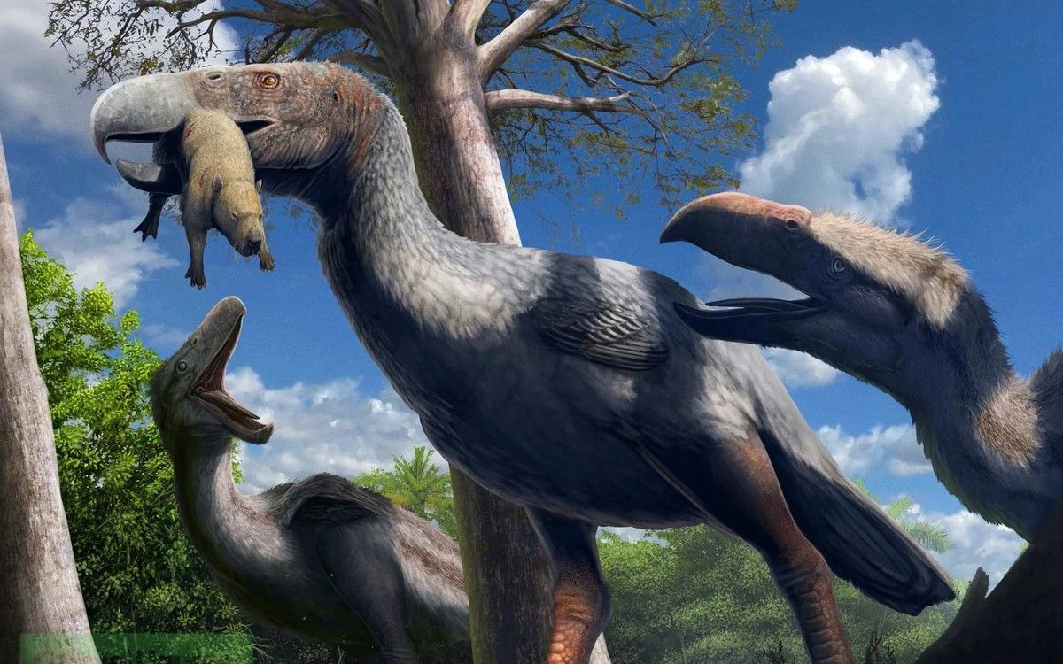 恐鹤亚科的介绍