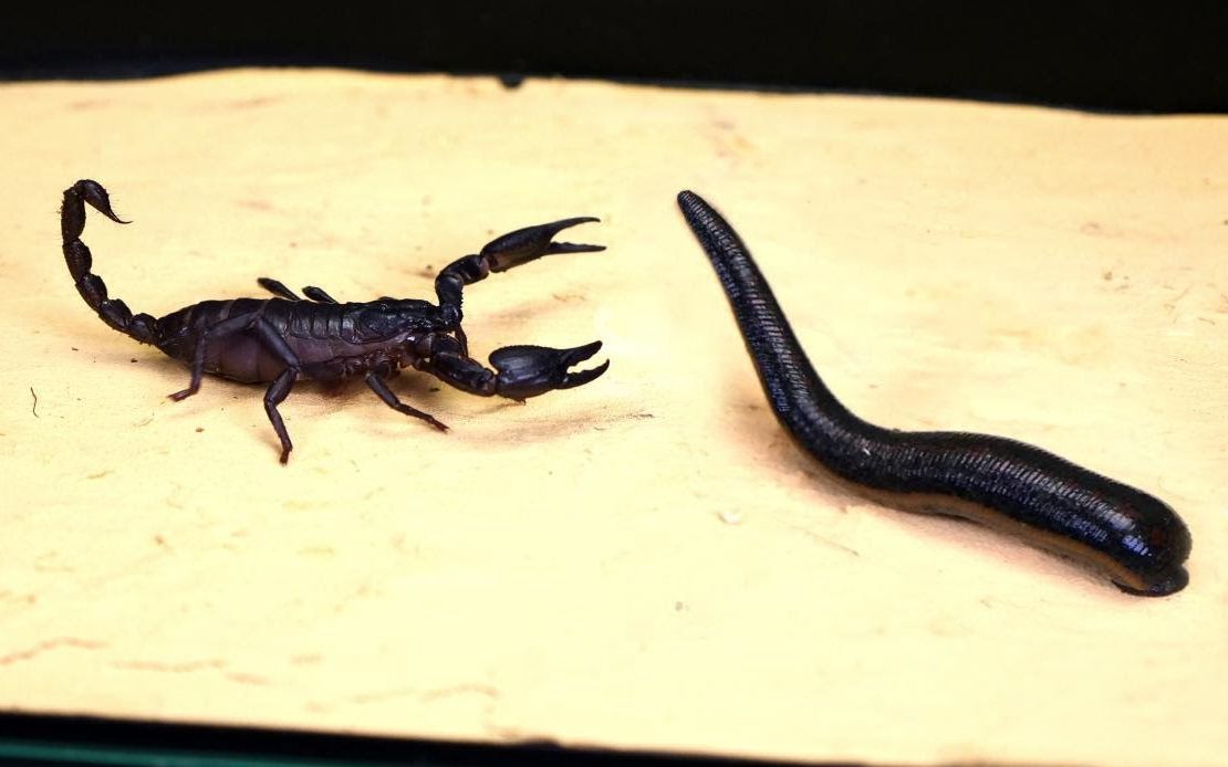 蝎子和水蛭在水里,谁更厉害?