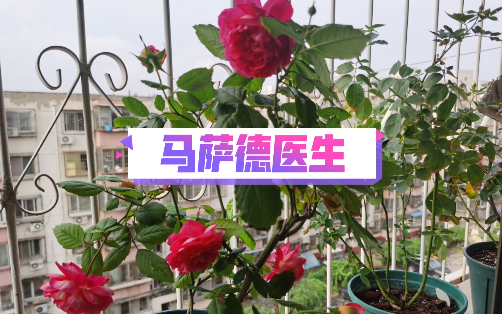 月季马萨德医生,连续阴雨天开出的夏花~哔哩哔哩bilibili