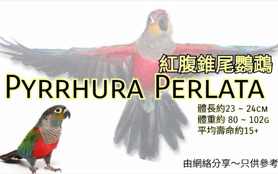 鹦鹉品种分享介绍~红腹锥尾鹦鹉 ~ Pyrrhura Perlata哔哩哔哩bilibili