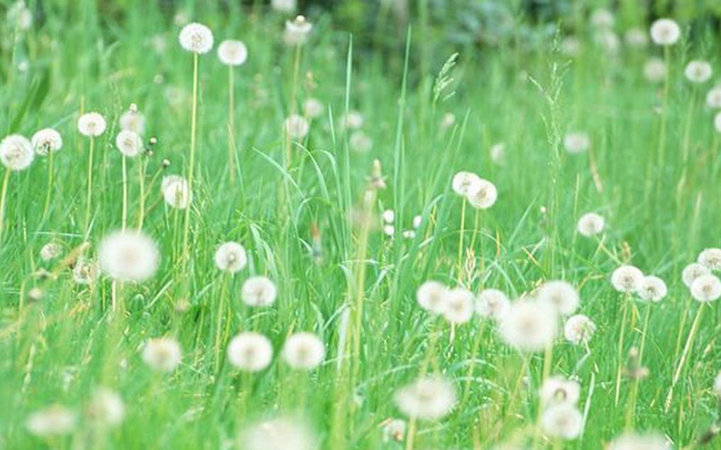 [图]【治愈/致郁向】唯美哀婉 涤荡心魂 《Dying in the sun》