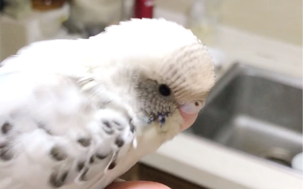 白云斑鹦鹉豆腐,长大了,近况