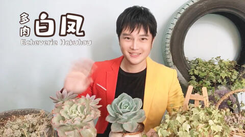 多肉植物白凤hakuhou 母本雪莲父本霜之鹤日本园艺品种 哔哩哔哩 Bilibili