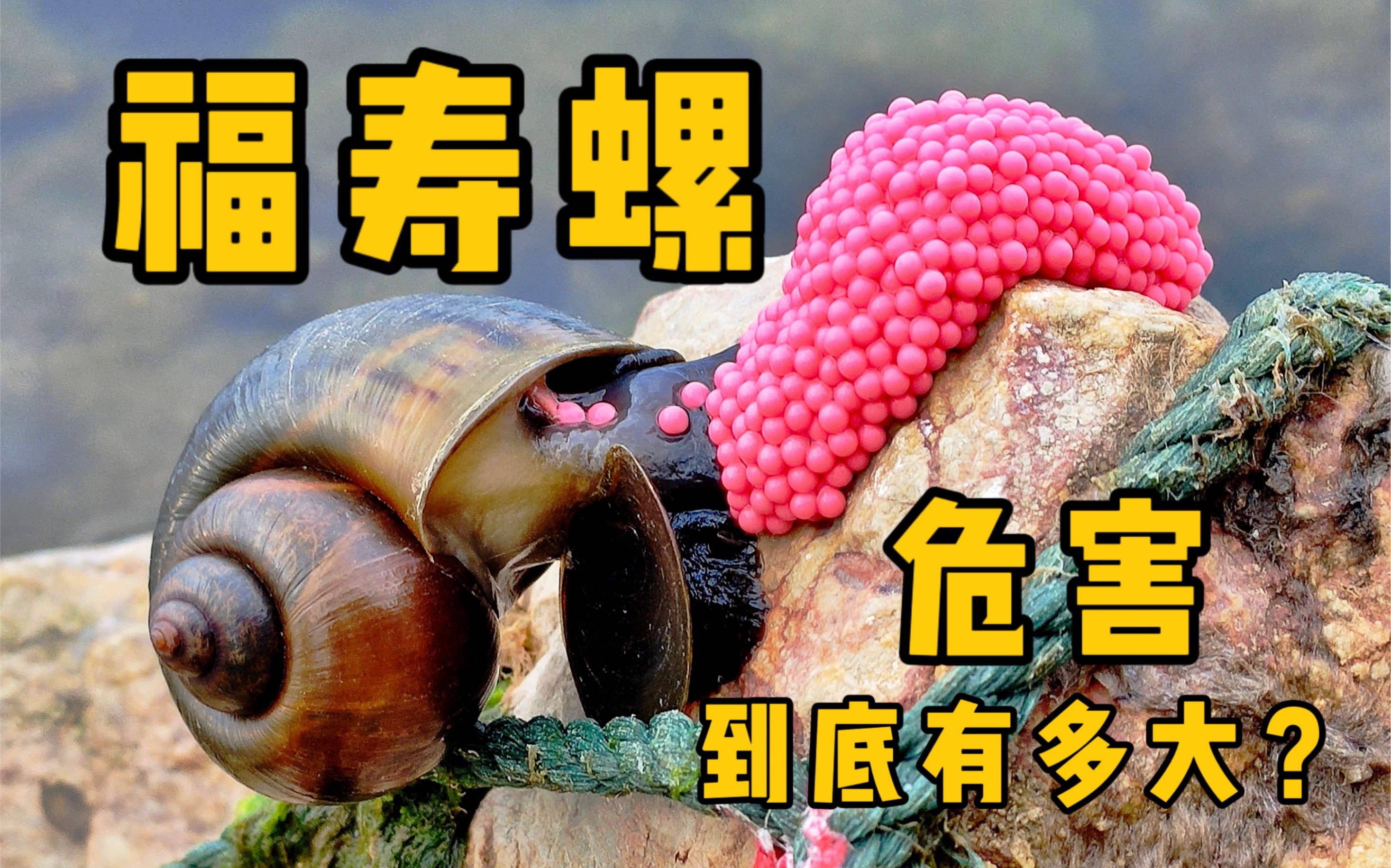 福寿螺有什么害处图片