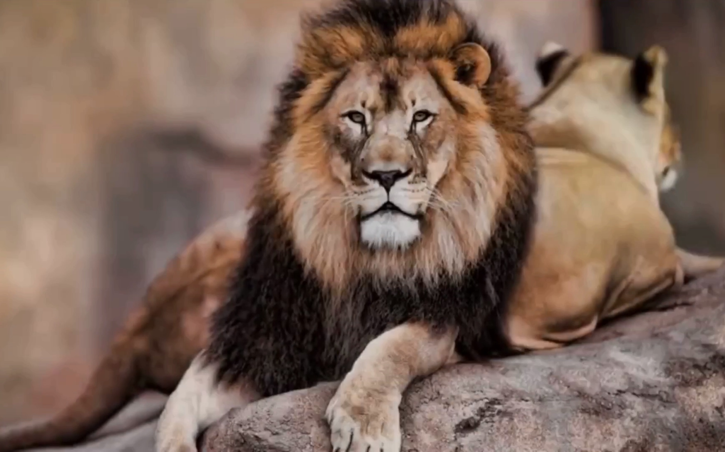 世界十只最勇敢无畏的动物,狮子仅排第六,头一名没谁有异议!