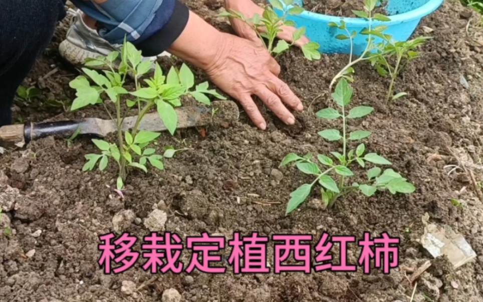 移栽定植西红柿,学会这个方法,西红柿缓苗快没病害产量高口感好哔哩哔哩bilibili