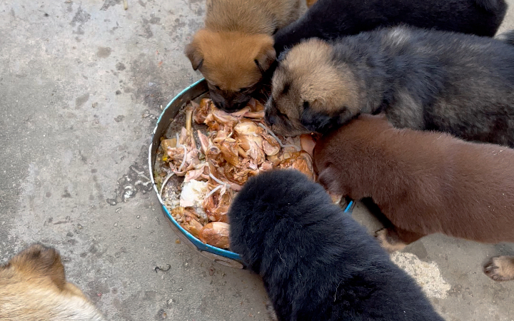 狗子们的伙食.