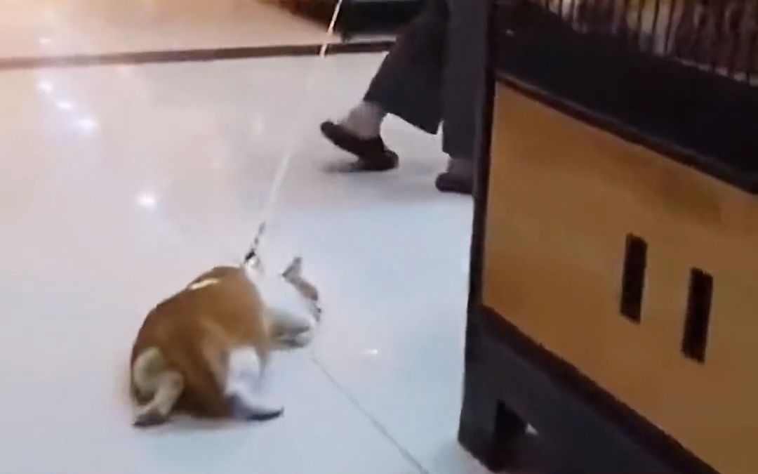 [图]喵星人摆烂现状，猫猫咋这么懒了