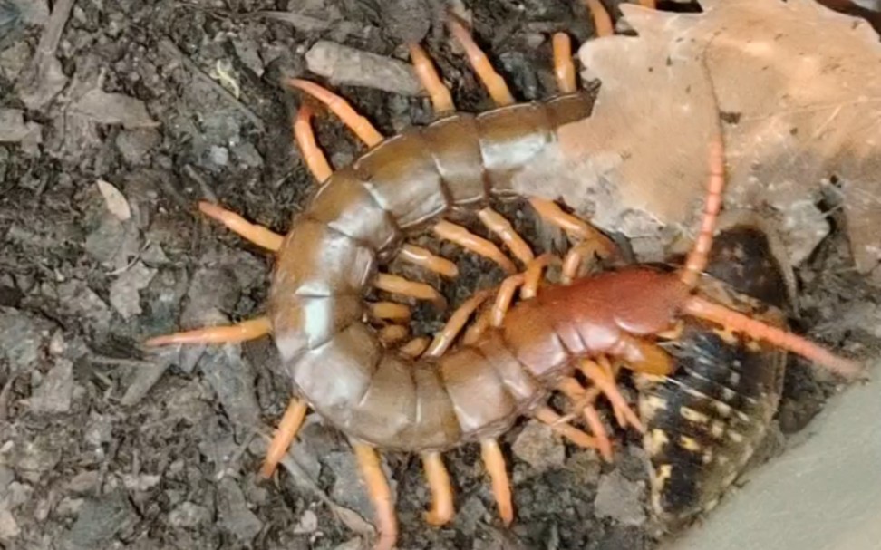 06.14多棘蜈蚣捕食成体疑仿硕蠊(杜比亚蟑螂)