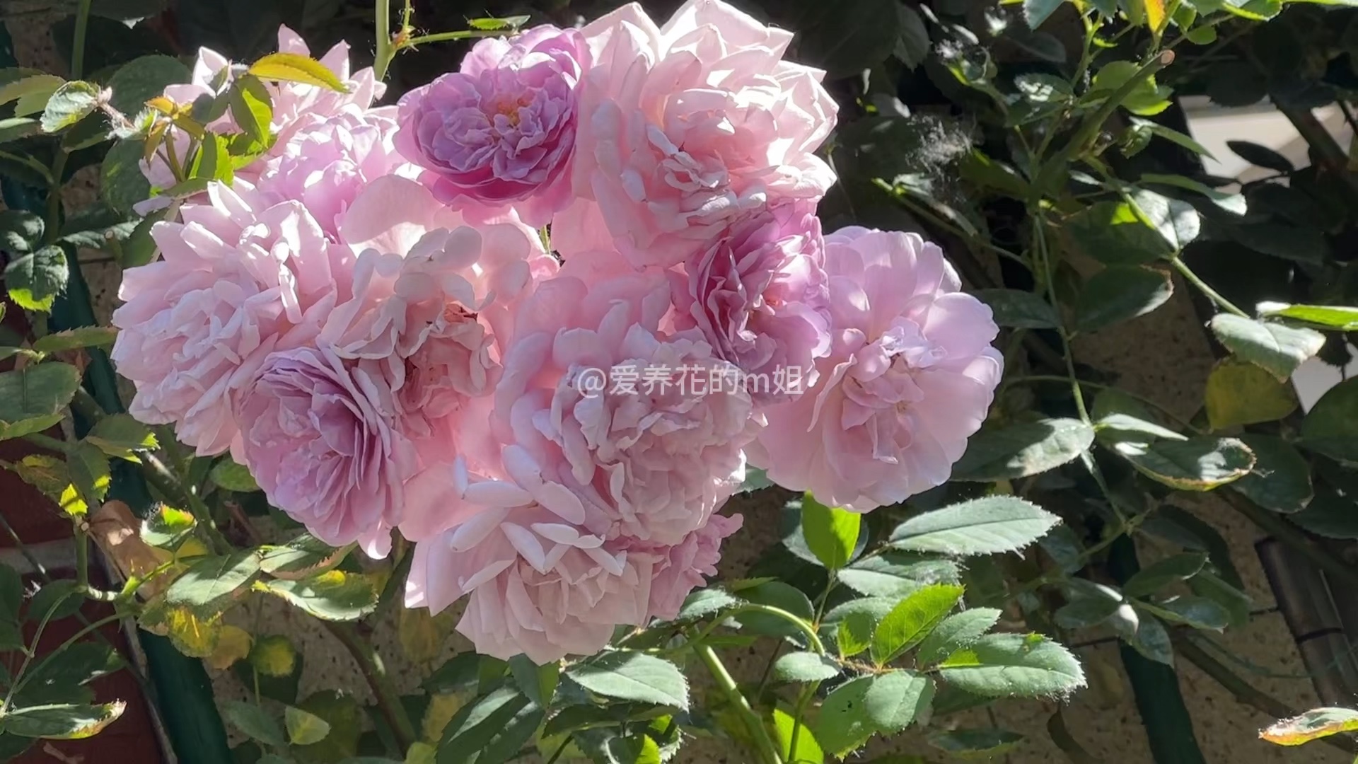 藤本月季蓝色阴雨春花后的复花