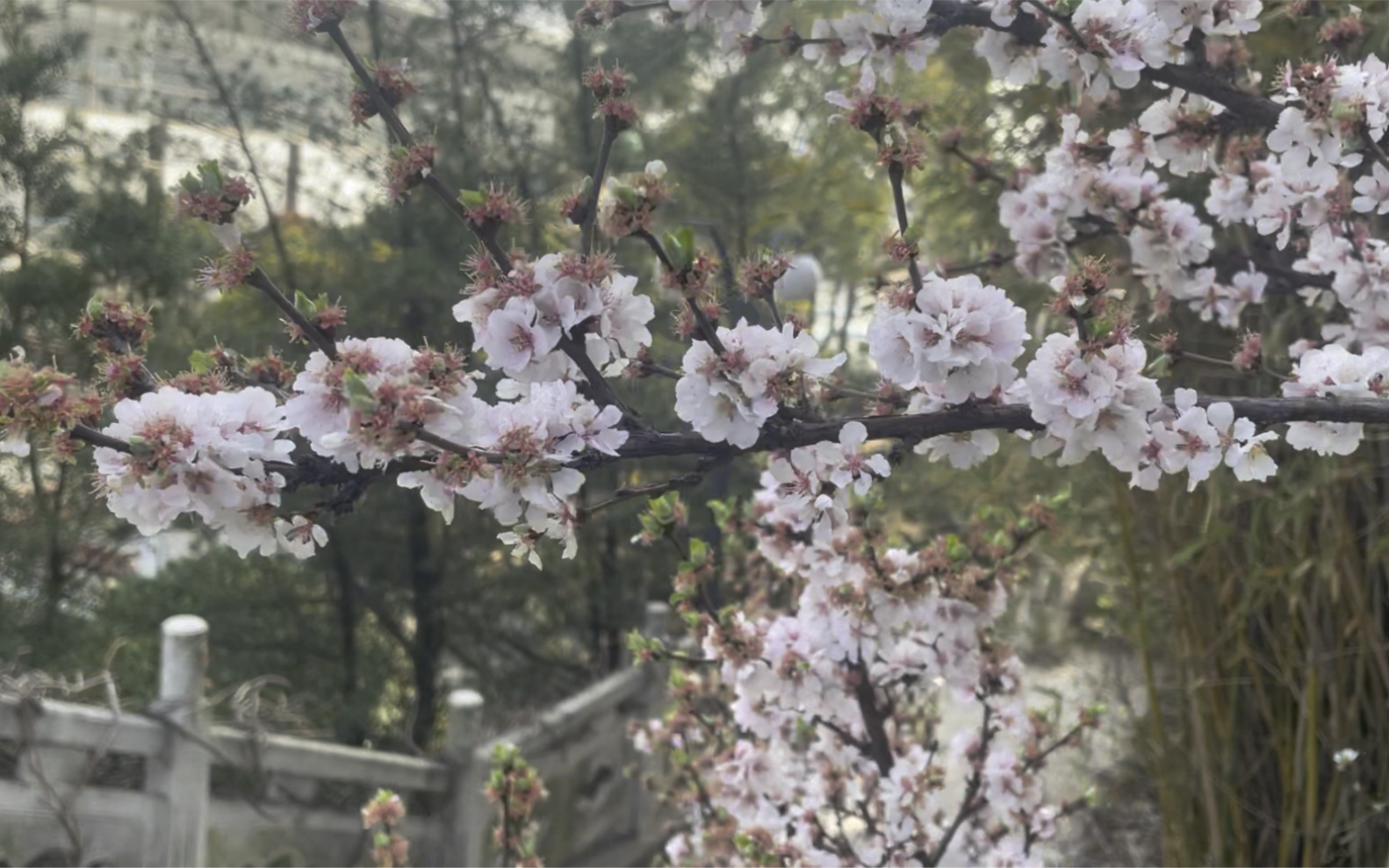 [图]花山上的春天