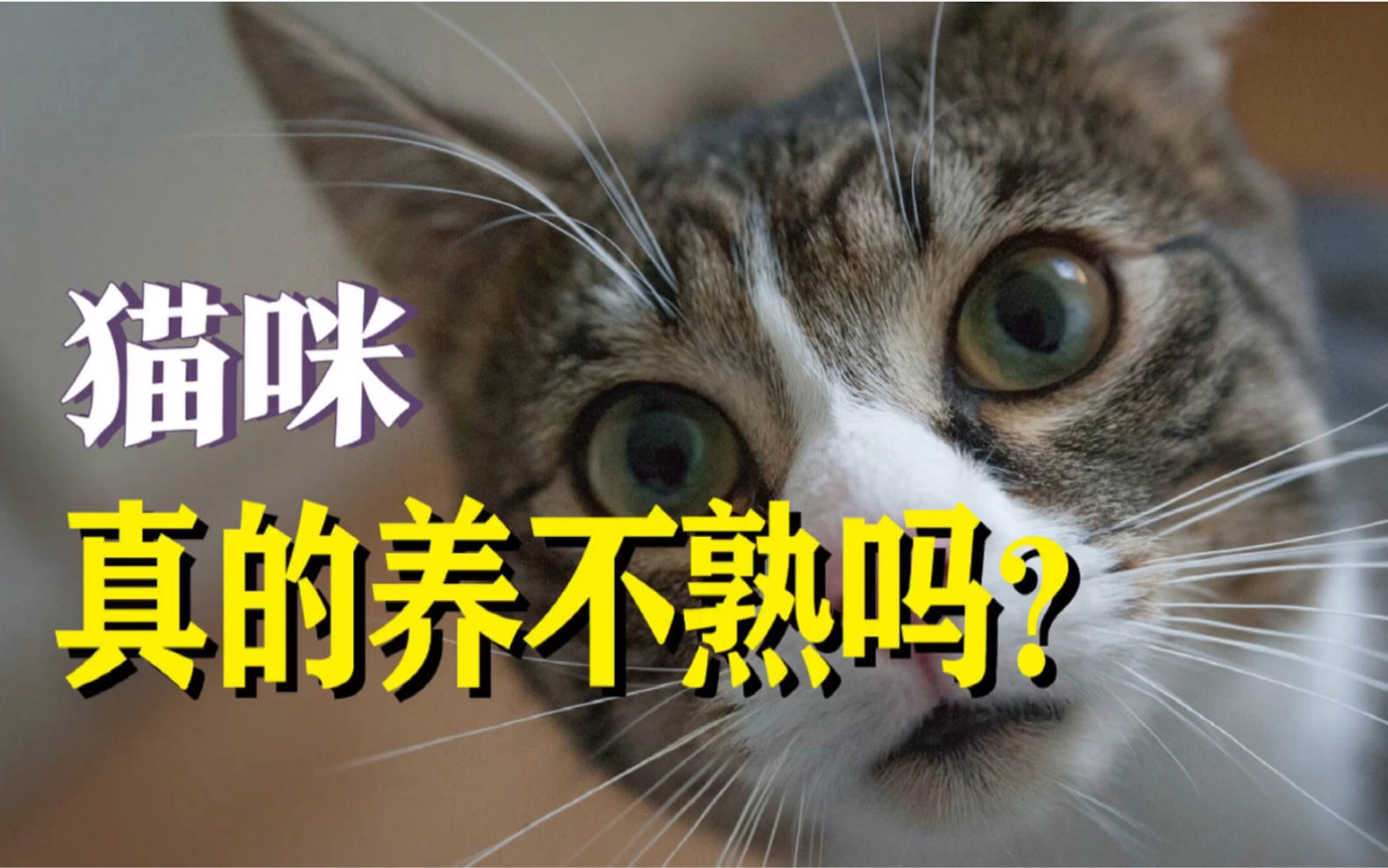 猫咪真的养不熟吗?_哔哩哔哩 (゜-゜)つロ 干杯~-bilibili