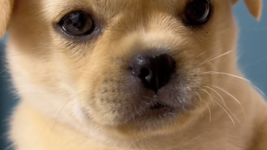 爱心鼻小狗来一只