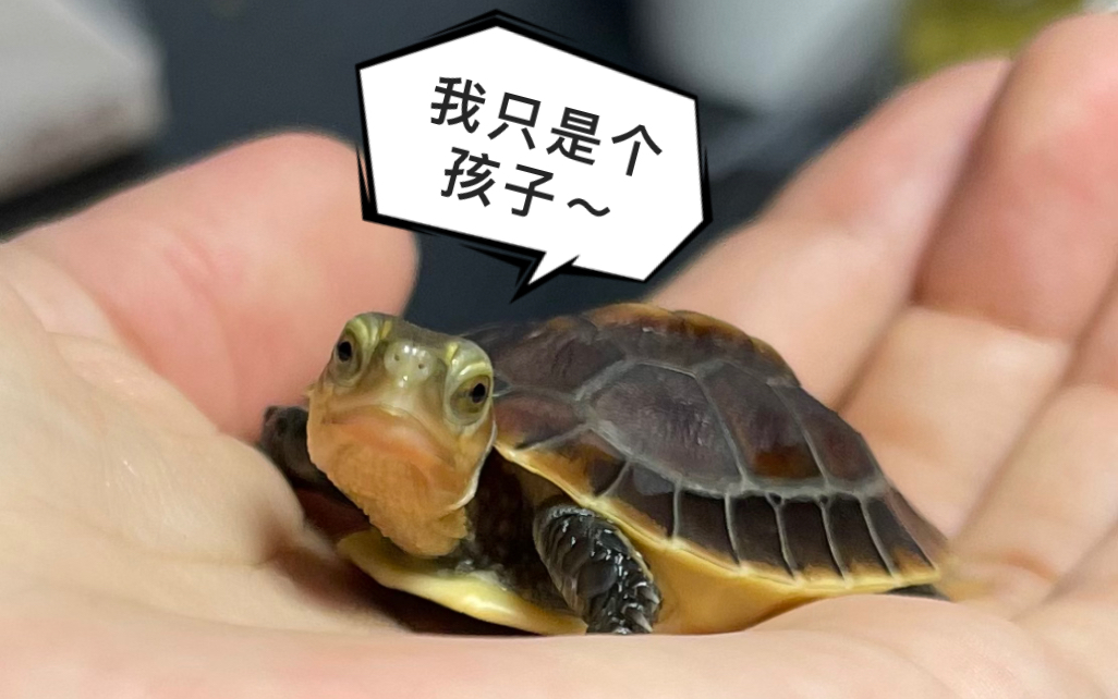 黄缘闭合龟小苗苗住新家啦