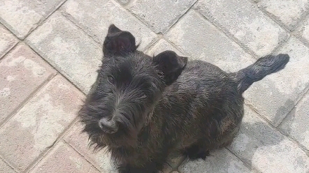 苏格兰梗虎斑弟弟