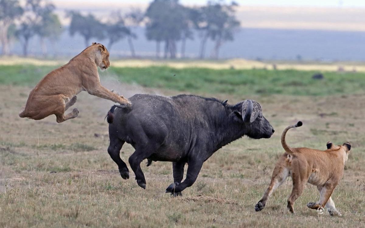 狮子夫妇合力围攻水牛,遇到这样的挑战,水牛该何去何从?