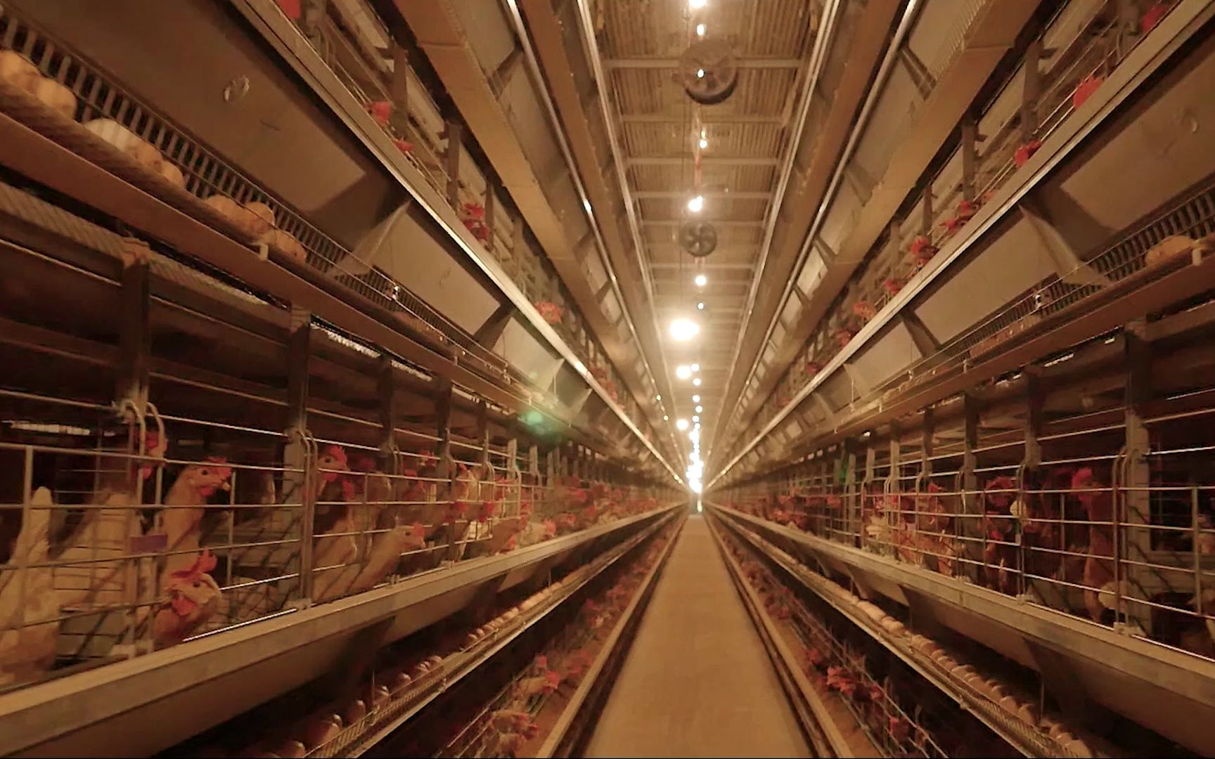 台达 vtscada,打造千万蛋鸡智能养鸡场