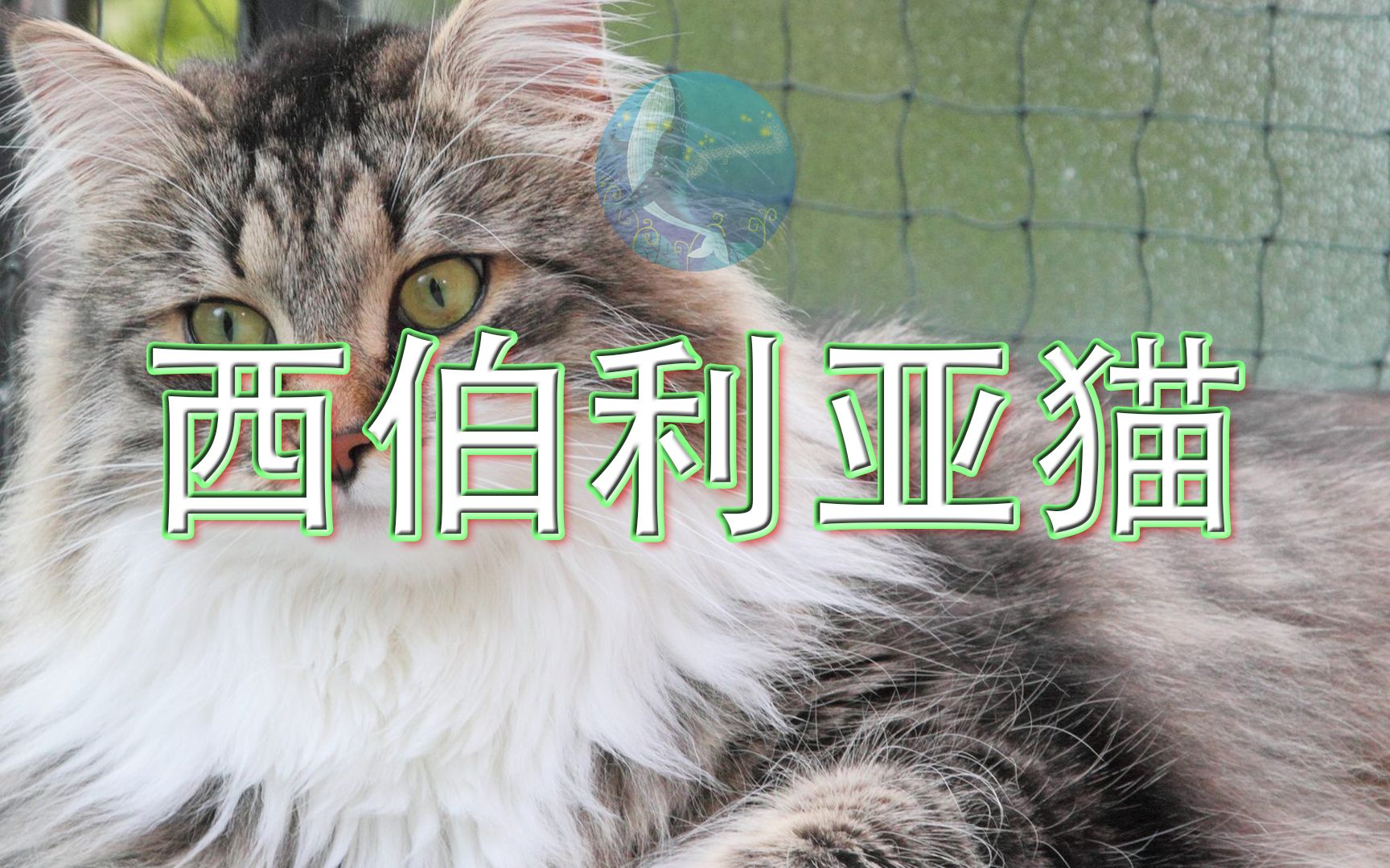 [图]动物科普百科 - 西伯利亚猫、西伯利亚森林猫、莫斯科长毛猫、布哈拉猫 西伯利亚森林猫多少钱一只？