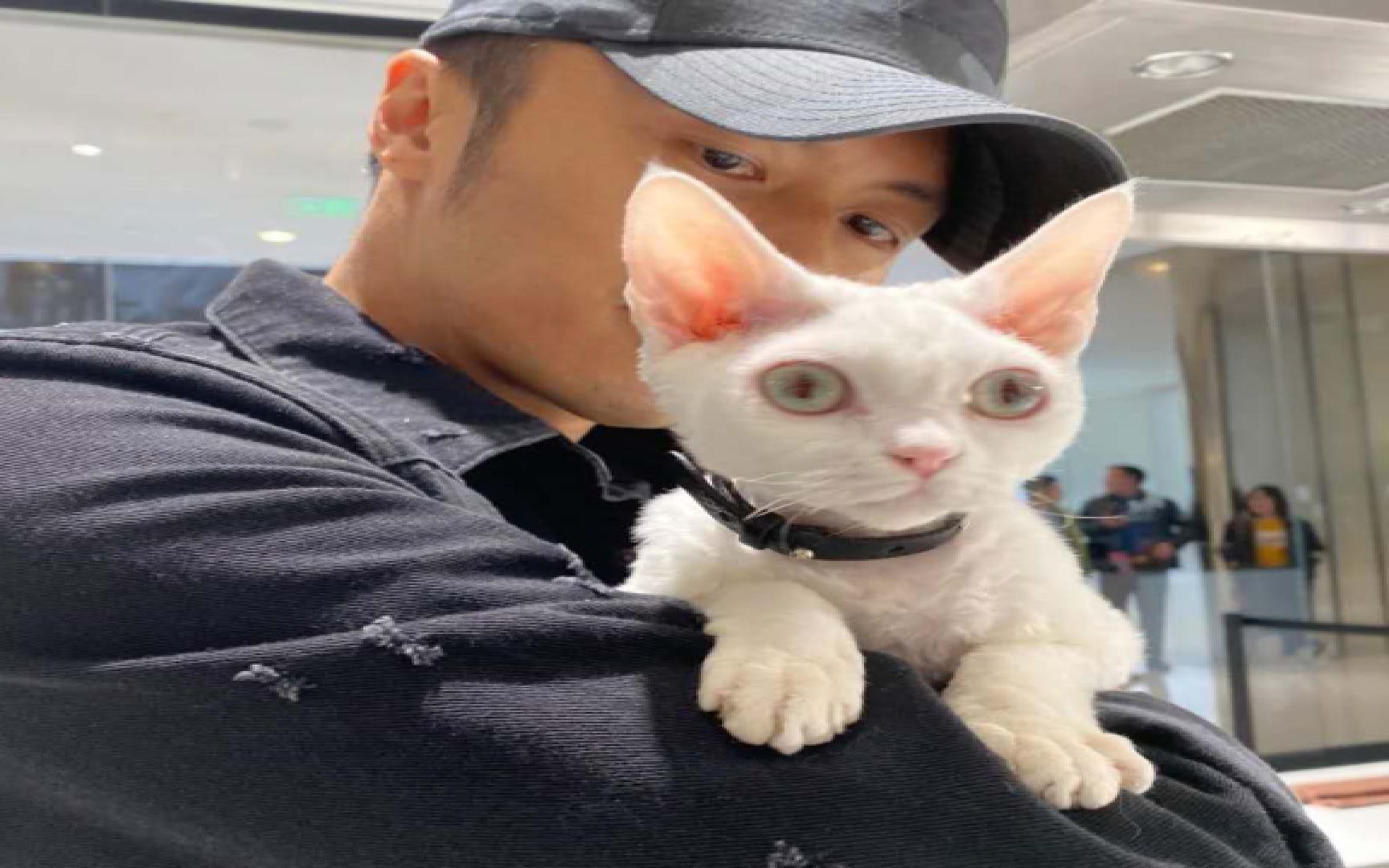 内涵张柏芝?谢霆锋曝不能接受出轨,对猫过敏也要养猫疑为讨好王