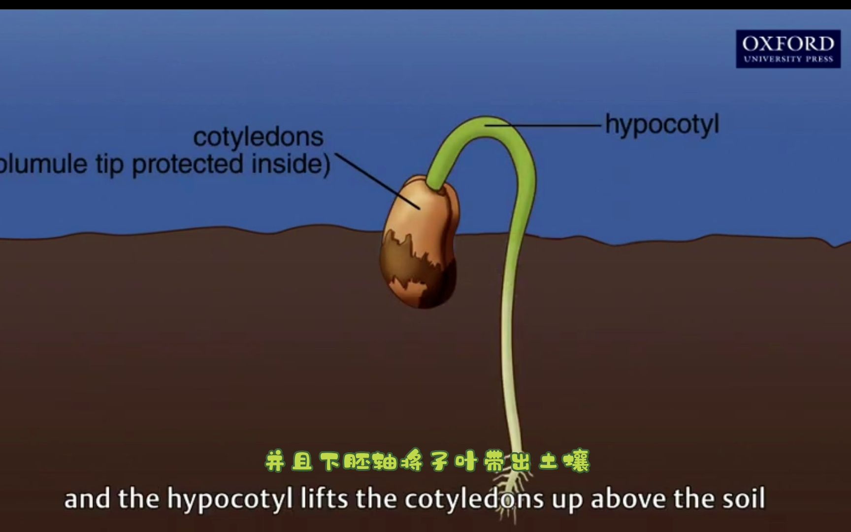 让我们通过芸豆来了解一下种子是如何发芽的!哔哩哔哩bilibili