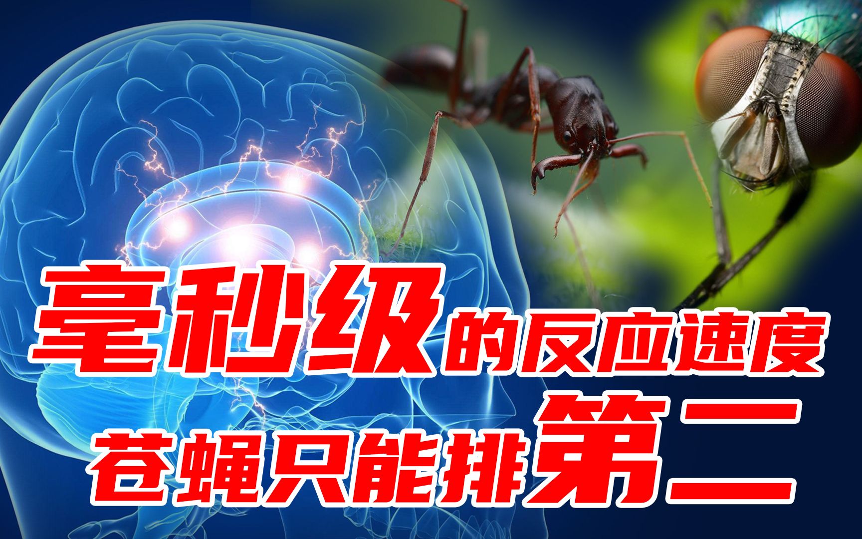 世界上反应速度最快的动物是谁?为什么猫捉老鼠十拿九稳?哔哩哔哩bilibili