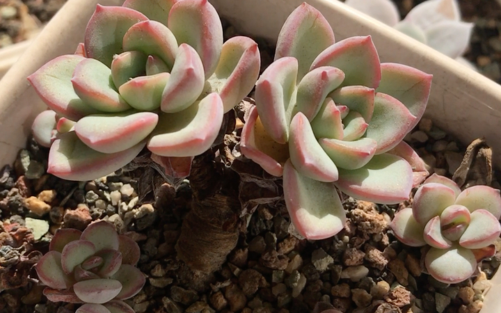 多肉植物 阿玛贝利 echeveria amabeier 园艺品种 叶片肥厚 叶缘粉红