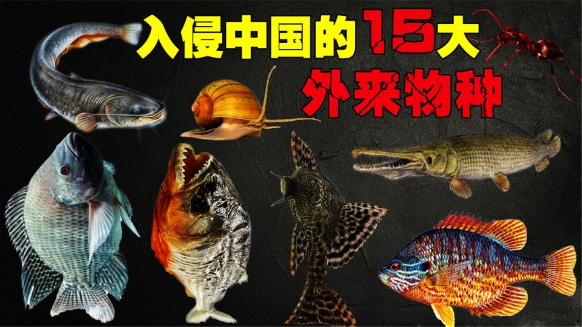 入侵中国的15大外来物种,非洲螺无人敢吃,小龙虾却被吃成濒危?