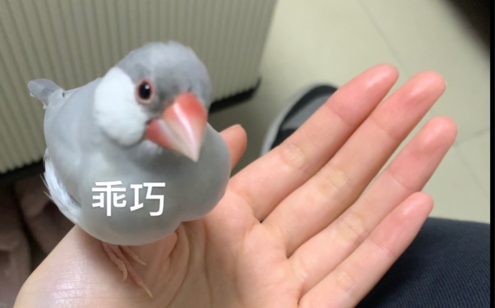 【银文鸟】肥仔的大胸肌