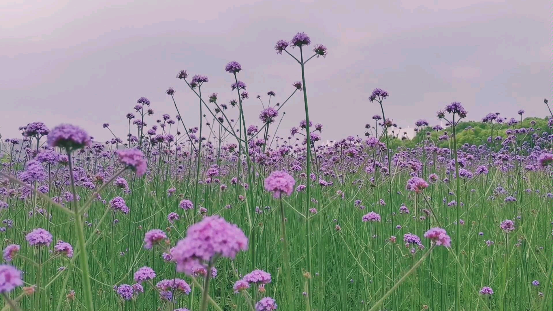 [图]朗诵：《闪耀吧，青春的火光》（南师校园版）