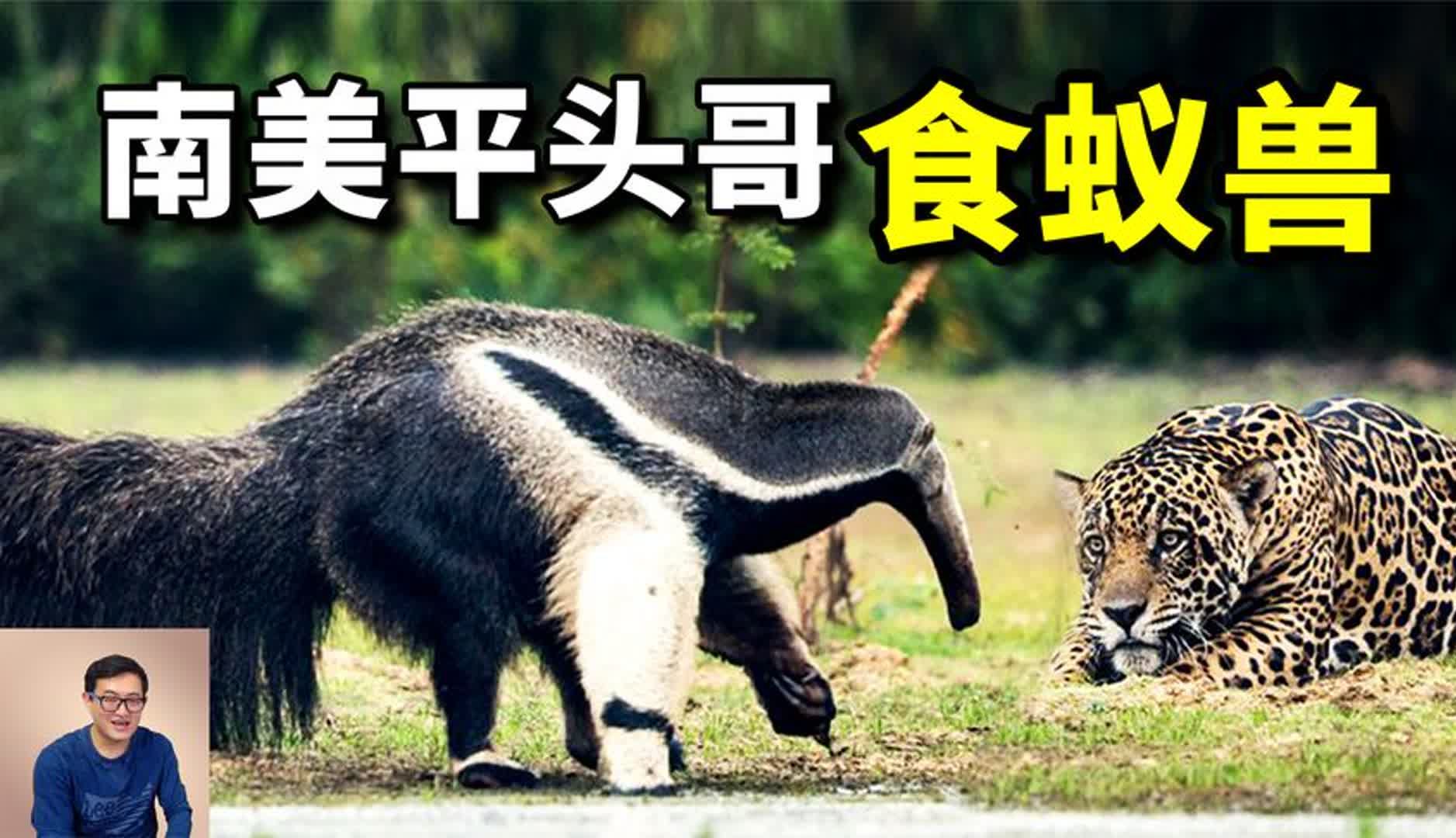 美洲豹碰到食蚁兽,为什么怕成这样?60厘米舌头之外的秘密武器!