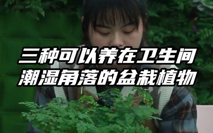 【花卉】三种可以养在潮湿阴暗角落的盆栽植物,适合摆放在卫生间里!哔哩哔哩bilibili