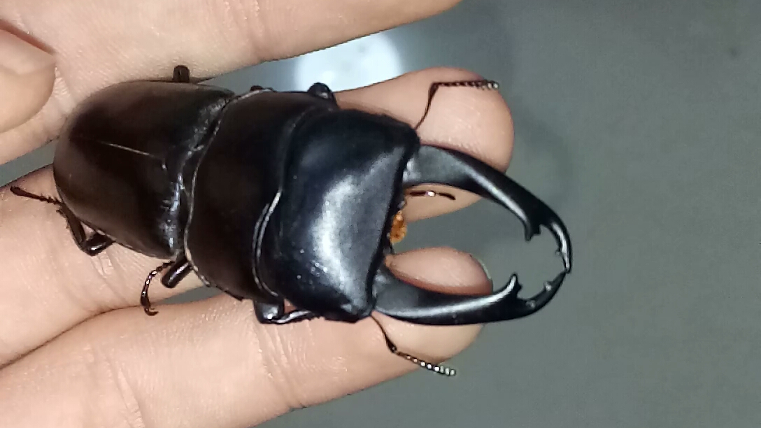 新宠到家 60mm 瑞奇大锹