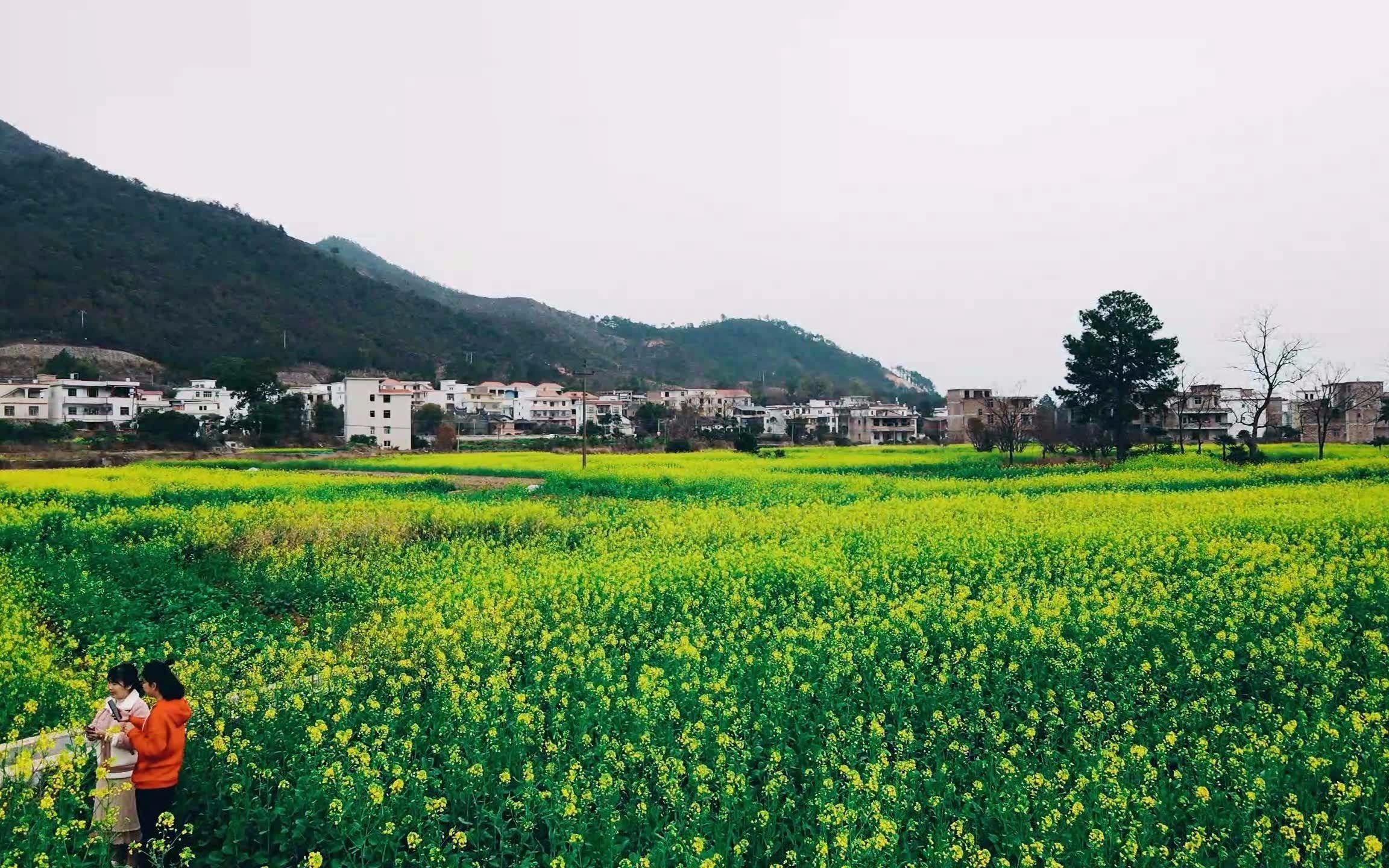 赣州梓山镇山峰坝油菜花美丽盛开,于都中央红军长征第一渡成花海