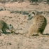 Cobra Vs. Meerkat   Wild Africa   National Geographic Wild U